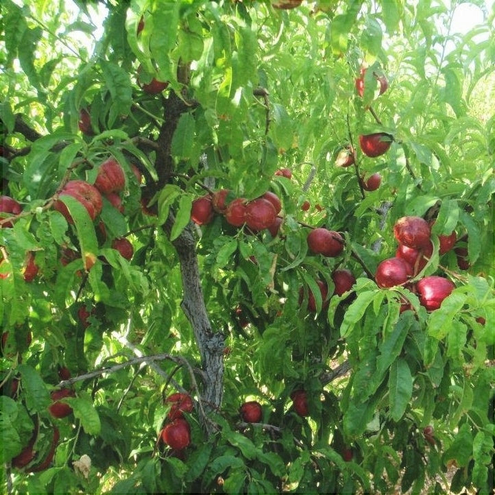 Pomi Fructiferi - Nectarin Romamer - Anul 3 - 1 buc - Regatul Plantelor