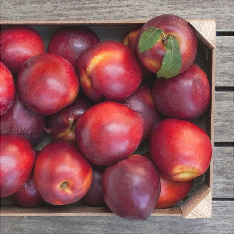 Nectarin "Sweet Scarlet"