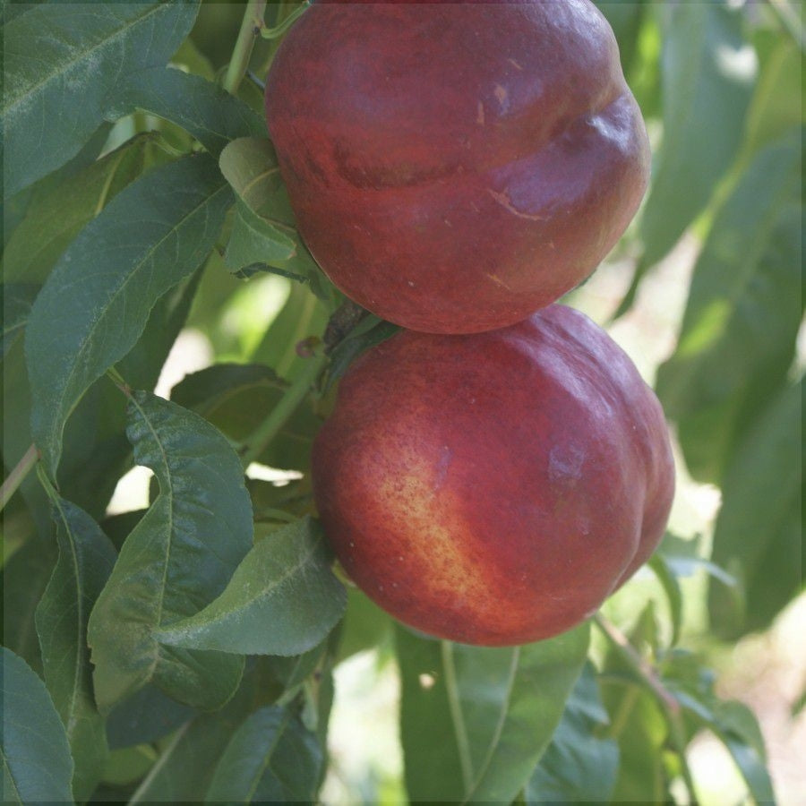 Pomi Fructiferi - Nectarin Sweet Scarlet - Anul 3 - 1 buc - Regatul Plantelor