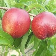 Pomi Fructiferi - Nectarin Tina - Anul 3 - 1 buc - Regatul Plantelor