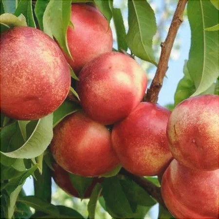 Pomi Fructiferi - Nectarin Tina - Anul 3 - 1 buc - Regatul Plantelor