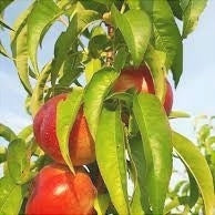 Pomi Fructiferi - Nectarin Tina - Anul 3 - 1 buc - Regatul Plantelor