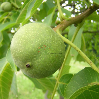 Nuc „Franquette” – pom fructifer | Regatul Plantelor