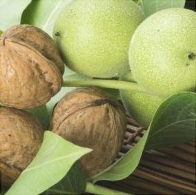 Nuc "Germisara", Anul 3, 1 Bucata