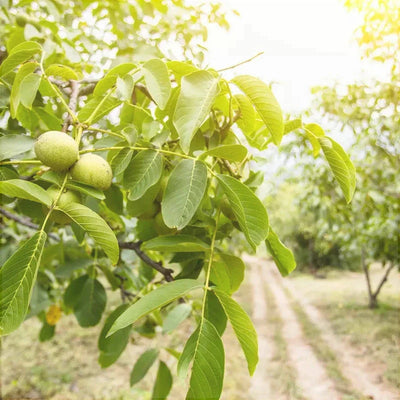 Nuc „Germisara” – pom fructifer | Regatul Plantelor