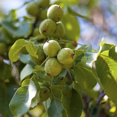Nuc „Sibișel 44” – pom fructifer | Regatul Plantelor