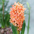 Bulbi de Zambile „Orange” 2 buc – bulbi de flori | Regatul Plantelor
