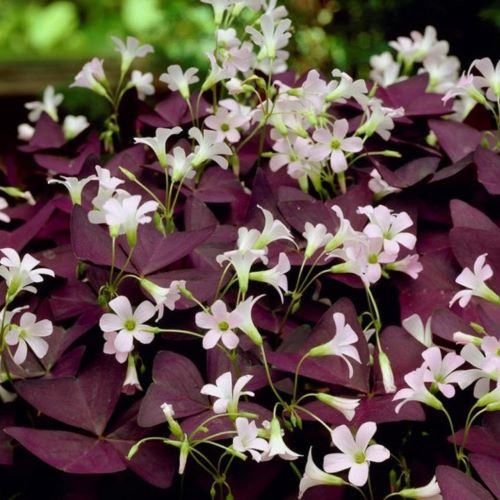 Bulbi de Oxalis "Triangularis", Trifoi Ornamental, 10 Bucăți