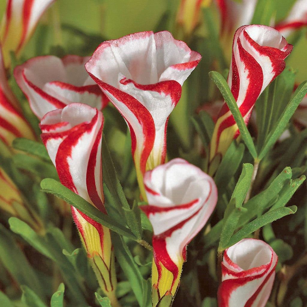 Bulbi de Oxalis "Versicolor", Trifoi Ornamental, 10 Bucăți