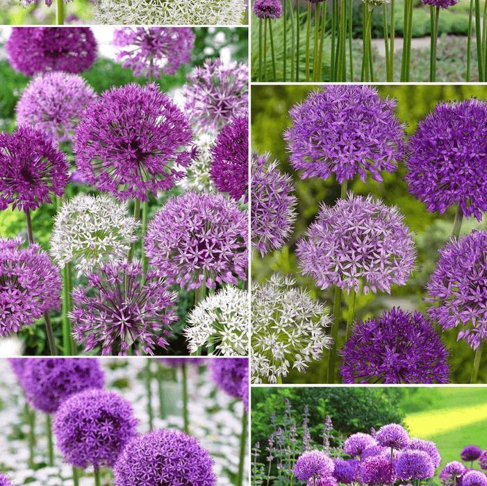 Pachet Promotional Bulbi de Alium Mixt de Gradina, Usturoi Ornamental, 10 Bucati