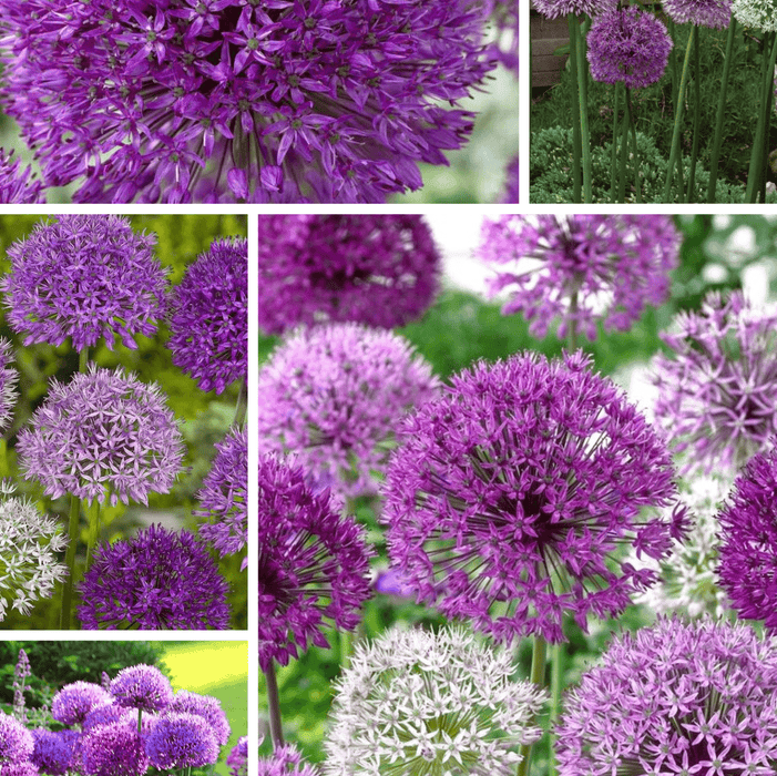 Pachet Promotional Bulbi de Alium Mixt de Gradina, Usturoi Ornamental, 5 Bucati