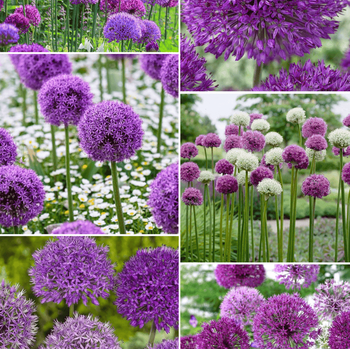 Pachet Promotional Bulbi de Alium Mixt de Gradina, Usturoi Ornamental, 20 Bucati