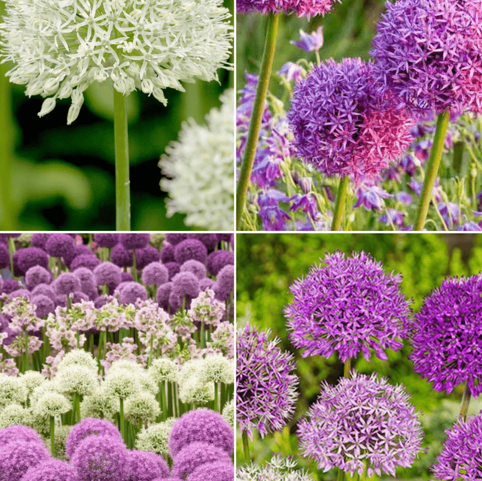 Pachet Promotional Bulbi de Allium "Gigant" Mixt - 10 bucati