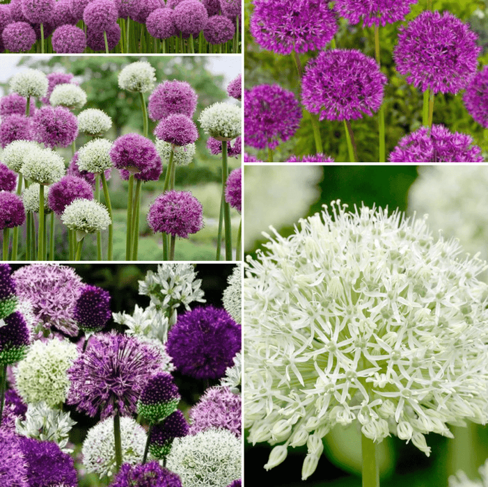 Pachet Promotional Bulbi de Allium "Gigant" Mixt - 20 bucati