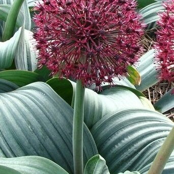 Pachet Promotional Bulbi de Allium Gigant Mixt, 5 Bucati