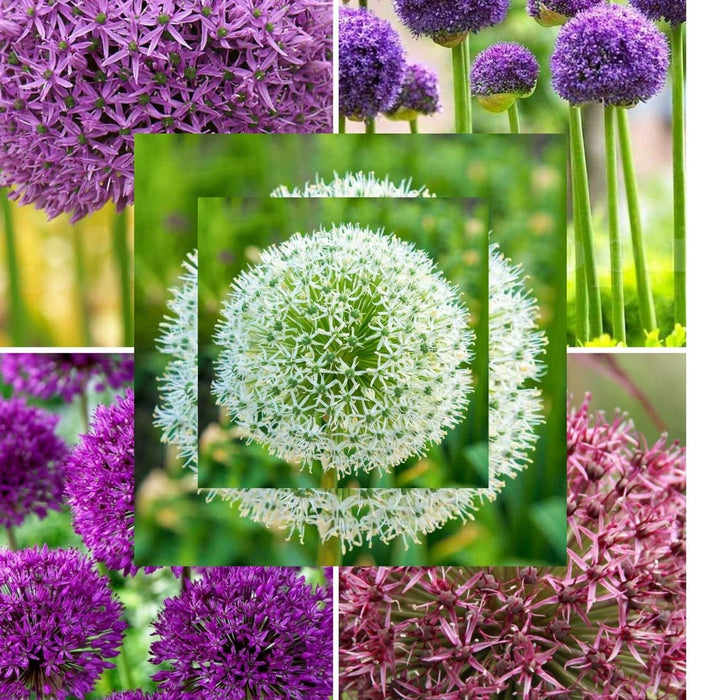 Pachet Promotional Bulbi de Allium Gigant Mixt, 5 Bucati