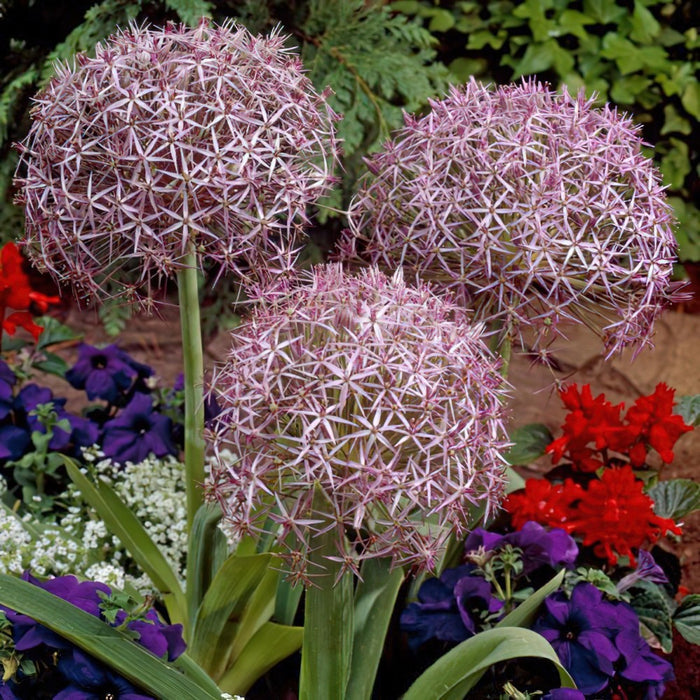 Pachet Promotional Bulbi de Allium Gigant Mixt, 5 Bucati