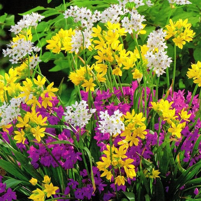 Pachet Promotional Bulbi de Allium "Stipitatum" Mixt, 20 Bucati