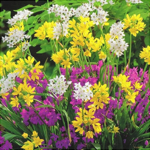 Pachet Promotional Bulbi de Allium "Stipitatum" Mixt, 10 Bucati