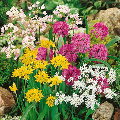 Pachet Promotional Bulbi de Allium "Stipitatum" Mixt, 20 Bucati