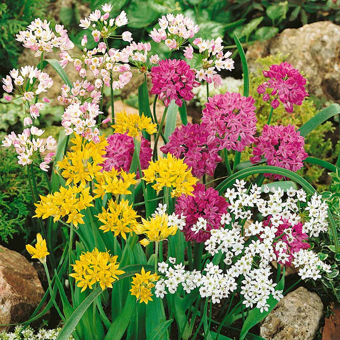 Pachet Promotional Bulbi de Allium "Stipitatum" Mixt, 20 Bucati