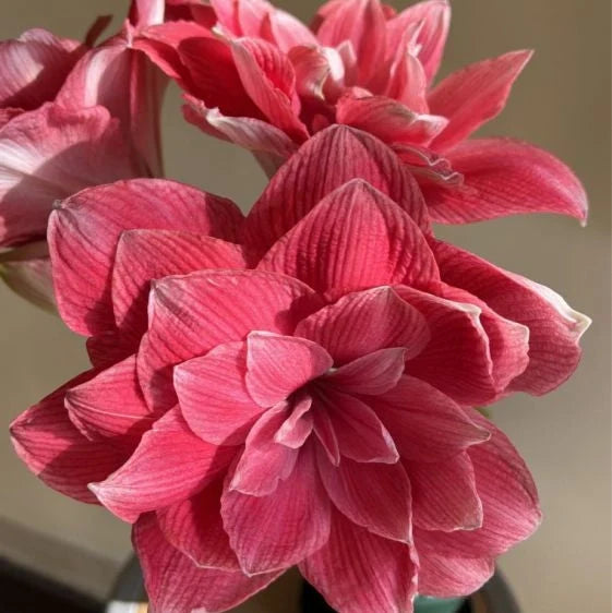 Pachet Promoțional Bulbi de Amarillys Mixt, 15 Bucăți