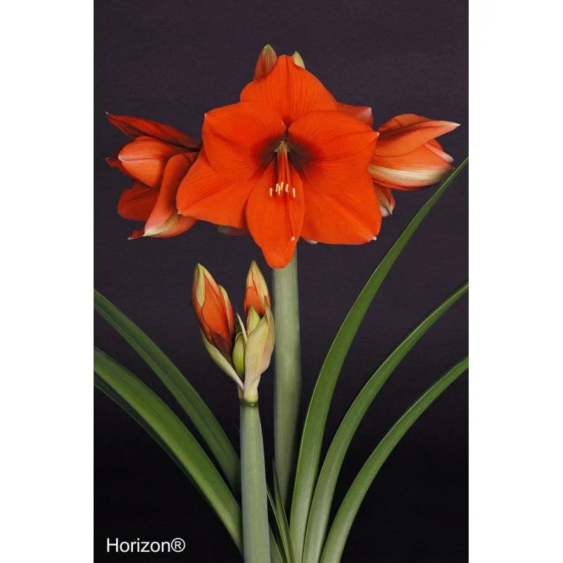 Pachet Promoțional Bulbi de Amarillys Mixt, 5 Bucăți – bulbi de flori, fotografia 4 | Regatul Plantelor