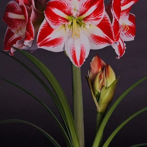 Pachet Promoțional Bulbi de Amarillys Mixt, 5 Bucăți – bulbi de flori, fotografia 7 | Regatul Plantelor