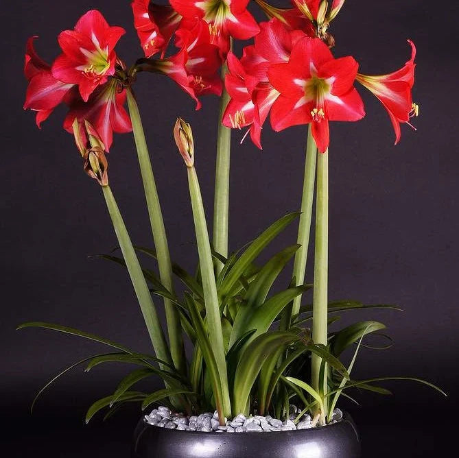 Pachet Promoțional Bulbi de Amarillys Mixt, 5 Bucăți – bulbi de flori, fotografia 14 | Regatul Plantelor