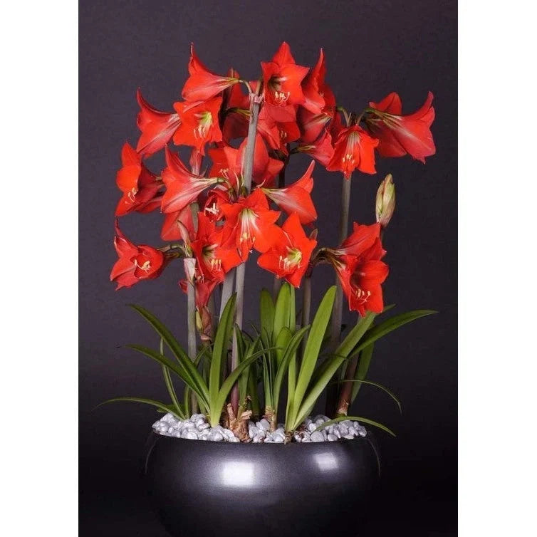 Pachet Promoțional Bulbi de Amarillys Mixt, 5 Bucăți – bulbi de flori, fotografia 3 | Regatul Plantelor