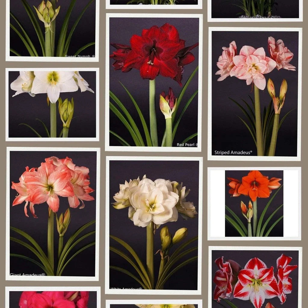 Pachet Promoțional Bulbi de Amarillys Mixt, 5 Bucăți – bulbi de flori, fotografia 2 | Regatul Plantelor