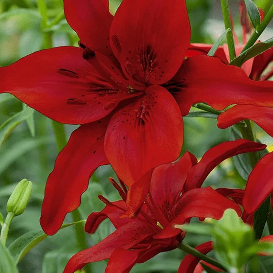 Pachet Bulbi de Crini Fantasy Mix 10 buc