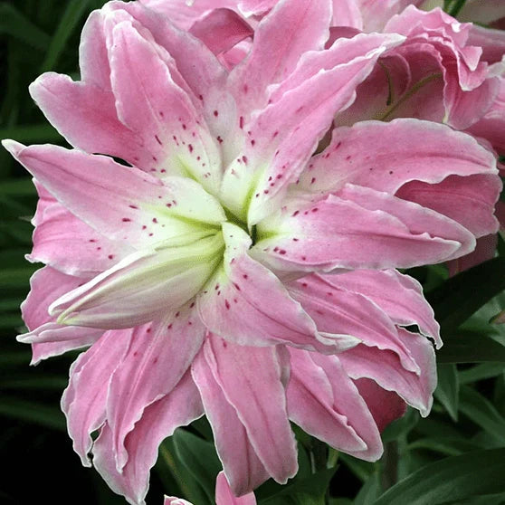 Pachet Bulbi de Crini Fantasy Mix 10 buc