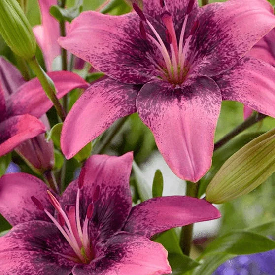 Pachet Bulbi de Crini Fantasy Mix 10 buc