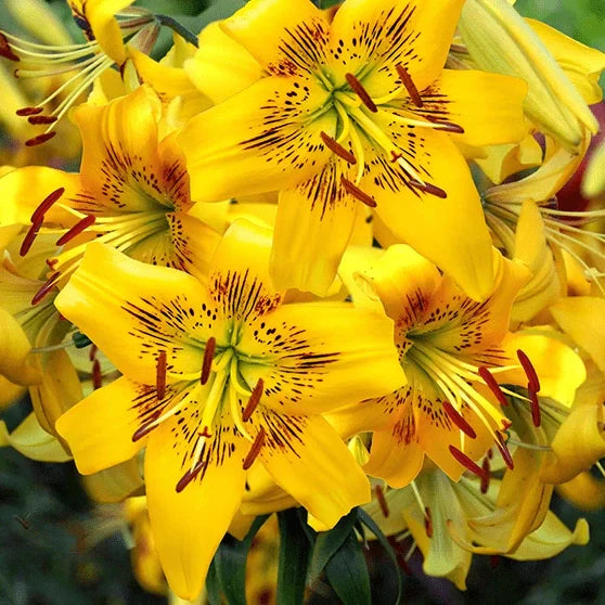 Pachet Bulbi de Crini Fantasy Mix 10 buc