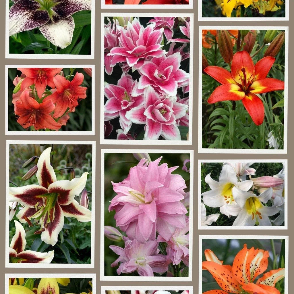 Pachet Bulbi de Crini Fantasy Mix 10 buc