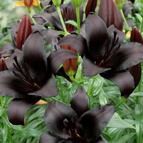 Pachet Bulbi de Crini Fantasy Mix 10 buc