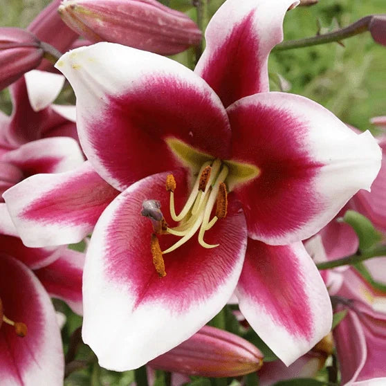 Pachet Bulbi de Crini Fantasy Mix 10 buc