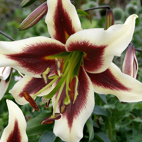 Pachet Promotional Bulbi de Crini Fantasy Mixt, 10 Bucati