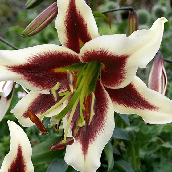 Pachet Bulbi de Crini Fantasy Mix 10 buc