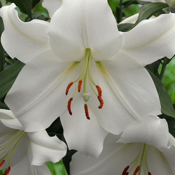 Pachet Promotional Bulbi de Crini Fantasy Mixt, 10 Bucati