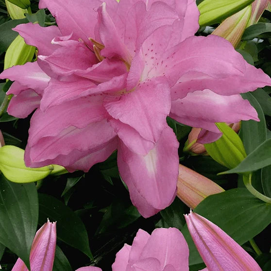 Pachet Bulbi de Crini Fantasy Mix 10 buc