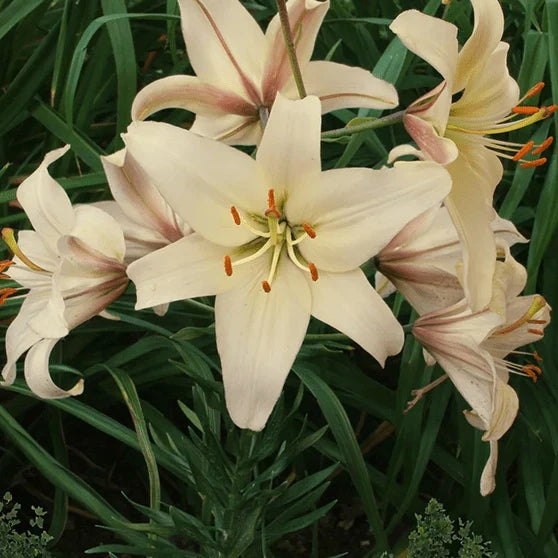 Pachet Bulbi de Crini Fantasy Mix 10 buc