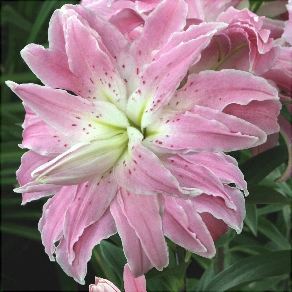 Pachet Bulbi de Crini Lotus Mix 10 buc