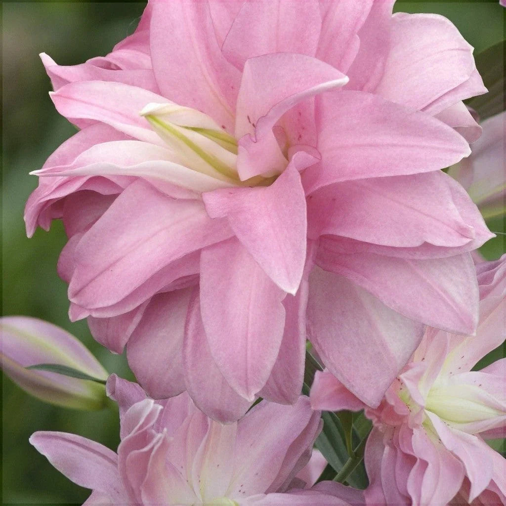 Pachet Bulbi de Crini Lotus Mix 10 buc