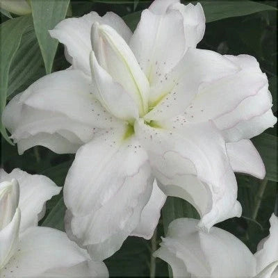 Pachet Bulbi de Crini Lotus Mix 10 buc