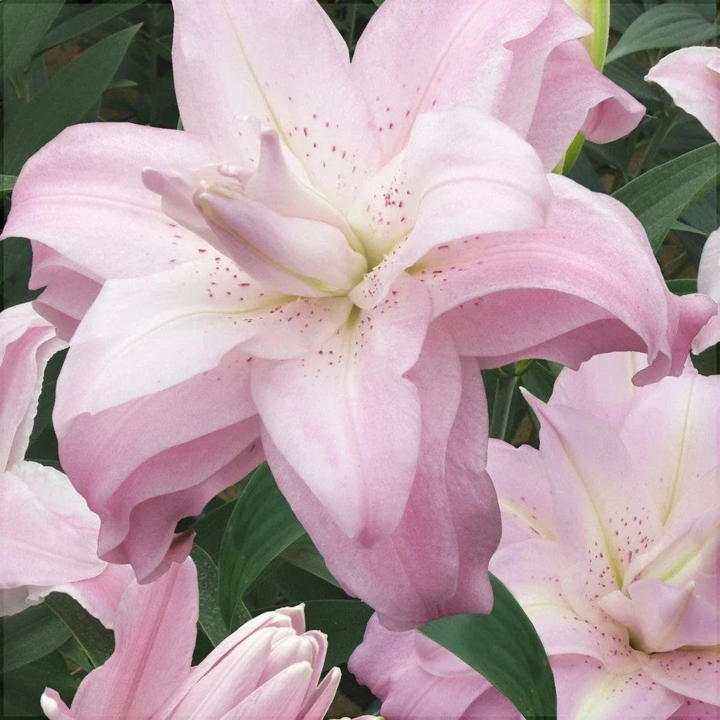 Pachet Bulbi de Crini Lotus Mix 10 buc