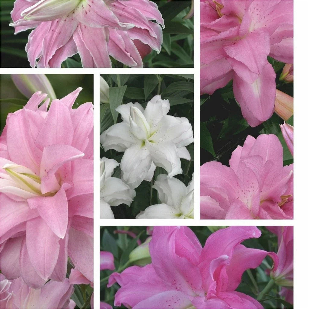 Pachet Bulbi de Crini Lotus Mix 10 buc