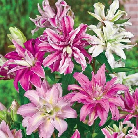 Pachet Bulbi de Crini Lotus Mix 5 buc