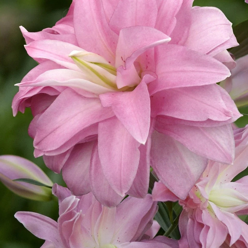 Pachet Bulbi de Crini Lotus Mix 5 buc